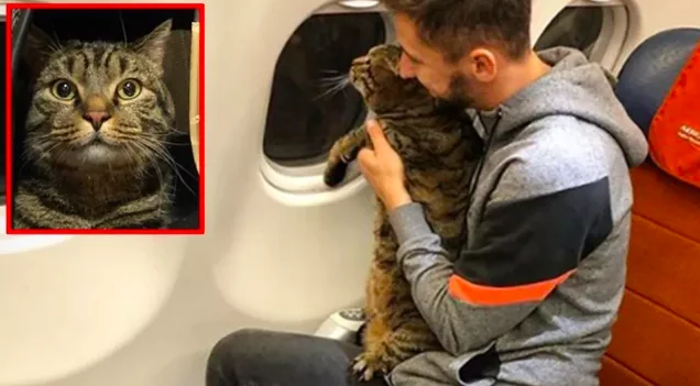 Beffa la compagnia aerea e viaggia con il gatto in cabina